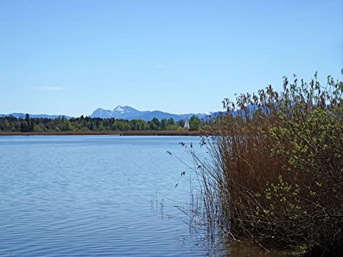 500 Teile Puzzle für Erwachsene und Kinder ab 14 Jahren - See Schilf Ufer 52x38cm 500 Teile Puzzle für Erwachsene und Kinder ab 14 Jahren - See Schilf Ufer 52x38cm von FRUKAT