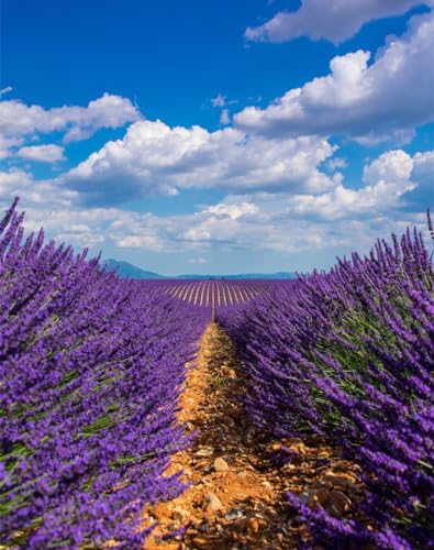 Puzzle 1000 Teile,Geschicklichkeitsspiel für die ganze Familie,-Lavendel, Feld, Himmel 70x50cm von FRUKAT