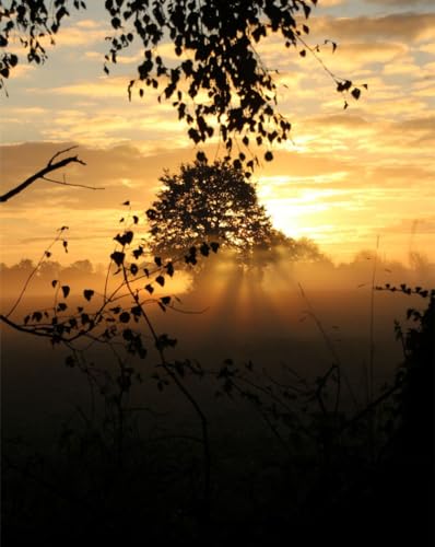 Puzzle 1000 Teile,Geschicklichkeitsspiel für die ganze Familie, Sonnenuntergang,Bäume,Nebel 70x50cm von FRUKAT