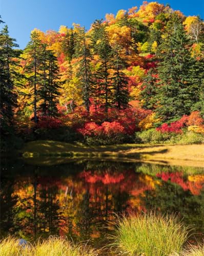 Puzzle 1000 Teile,Geschicklichkeitsspiel für die ganze Familie-Bäume,See,Herbst 70x50cm von FRUKAT