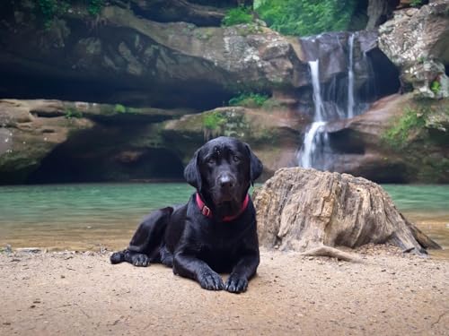 Puzzle 1000 Teile Puzzle für Erwachsene und Kinder ab 14 Jahren Puzzle für Wohnkultur-Hund, Labrador, schwarz 70x50cm von FRUKAT