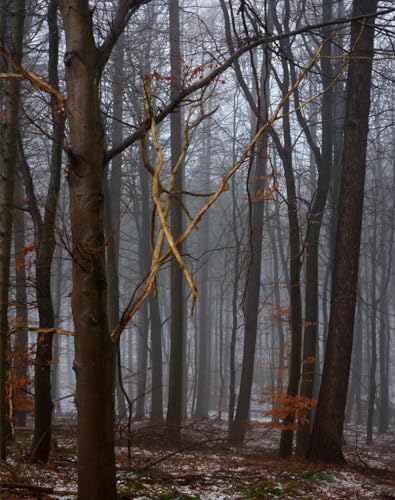 Puzzle 500 Teile ab 12 Jahren,buntes Erwachsenenpuzzle - Wälder, Bäume, Nebel 52x38cm von FRUKAT