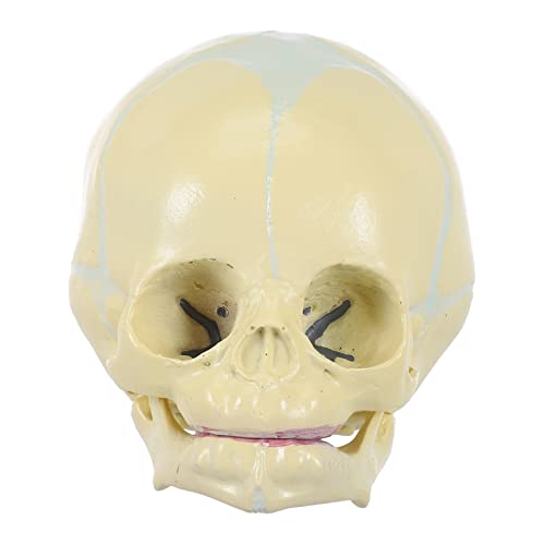 FUNOMOCYA 1Stk Schädel Skulptur des menschlichen Skeletts menschliches Kopfknochenmodell Mann schulsachen schulzeug Kopfknochenmodell des Kindes kinder lernen bildungsanzeigetool PVC von FUNOMOCYA