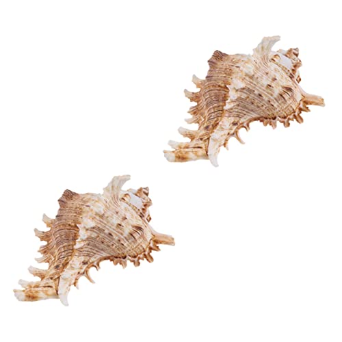 FUNOMOCYA 2pcs Natürliche Muschelschalen -Ornamente Aquarium Fischtank Landschaftsgestaltung Dekorationen von FUNOMOCYA