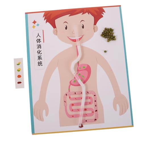 FUNOMOCYA 4 Sätze DIY Modell Interaktives Lernspielzeug für Pädagogisches Experimentierset für Vorschule und Grundschule Kreatives Wissenschaftsspielzeug für Biologieunterricht FUNOMOCYA 4 Sätze DIY Modell Interaktives Lernspielzeug für Pädagogisches Experimentierset für Vorschule und Grundschule Kreatives Wissenschaftsspielzeug für Biologieunterricht von FUNOMOCYA