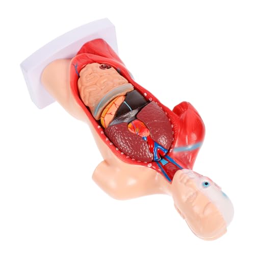 FUNOMOCYA Medizinisches Studien- und Lehrmodell Demonstrationsmodell Simulation menschlicher Organe Anatomiemodell menschlicher Organe Torso-Anatomiemodell von FUNOMOCYA