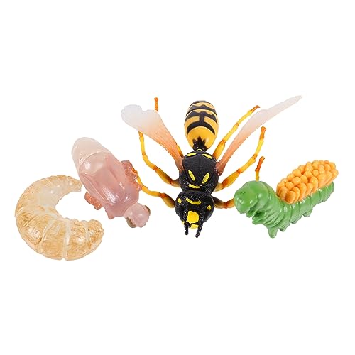 FUNOMOCYA Realistisches Teiliges Wespen Wachstumszyklus Modell Pädagogisches Lernspielzeug für Biologisches Verständnis Naturerkundung Sicher und Anschaulich FUNOMOCYA Realistisches Teiliges Wespen Wachstumszyklus Modell Pädagogisches Lernspielzeug für Biologisches Verständnis Naturerkundung Sicher und Anschaulich von FUNOMOCYA