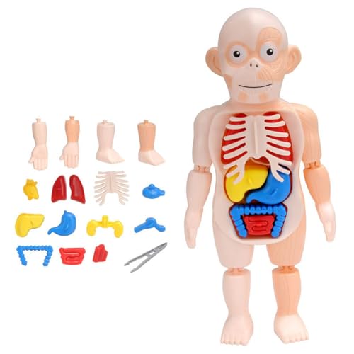 1Set Kinder Bildung Block Puzzle Lernen Spielzeug Anatomie Spielbrett 3D Miniatur Menschlichen Körper Puzzle Orgel Spielzeug von FUXIU