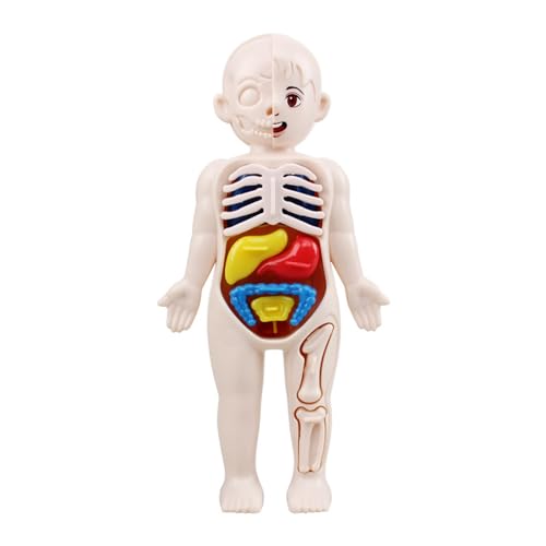 FUZYXIH Menschliches Körpermodell Mit Abnehmbaren Organen Schulbildung Display Körperskelettmodell Lernset Menschliches Skelettmodell Für Anatomie Kinder von FUZYXIH