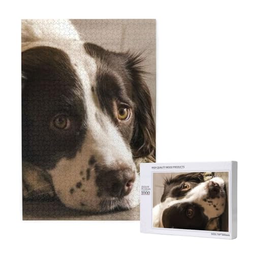 Puzzles Für Erwachsene 1000 Teile Puzzles Für Erwachsene, Puzzle 1000 Teile Für Erwachsene Anspruchsvolle Puzzlespiele Schöner Springer Spaniel-Hund,19,7 x 29,5 Zoll von FUkker