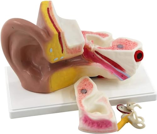 Anatomie, Struktur, Biologie, Unterricht, Ohr, 3-fache Vergrößerung, Ohranatomiemodell – Menschliches Ohrmodell – Zeigt Wichtige Bereiche Des Ohrs, Ohranatomiemodell, 3-fache Vergrößerung, Ohr von FYYYSLKX