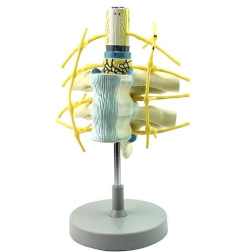 Anatomiemodell Der Brustwirbel Und Des Vergrößerten Rückenmarks, Menschliches Brustrückenmark, Morphologie Der Spinalnerven Und Anatomie Der Spinal- Und Sympathischen Nerven, Lehrmodell von FYYYSLKX
