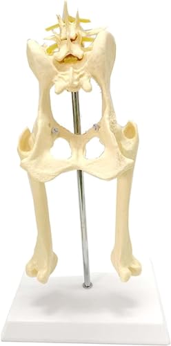 Anatomische Darstellungsrequisiten For Knochengelenke Bei Hunden. Isometrisches Anatomiemodell Des Hundeskeletts – Modell Des Hüftgelenks Bei Hunden – Anatomisches Beinnervengelenk. von FYYYSLKX