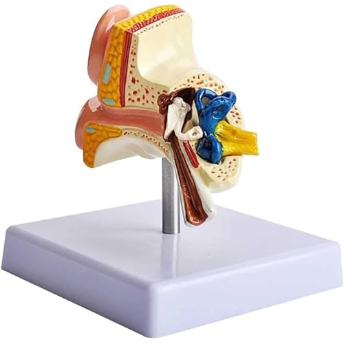 Anatomisches Modell des menschlichen Ohrs, 1:1-Desktop-Ohrmodell in natürlicher Größe, professionelles Desktop-Simulationsmodell der Innenohrstruktur for den Unterricht in der Bildungsphysiologie von FYYYSLKX