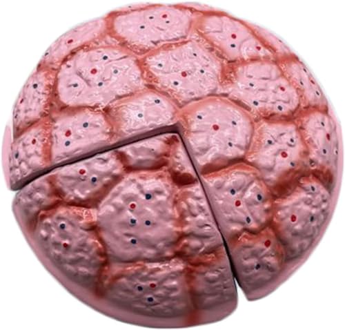 Biologie-Unterrichtsmodell Nabelschnur-Plazenta-Modell - Lebensgroßes Nabelschnur-Plazenta-Modell Nabelschnur-Plazenta-Modell von FYYYSLKX