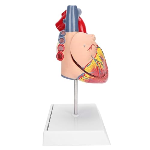 Menschliche Anatomie, 2-faches lebensgroßes Herzmodell, Lehrmodell for das menschliche Herz, Simulation des Herzorganmodells von FYYYSLKX