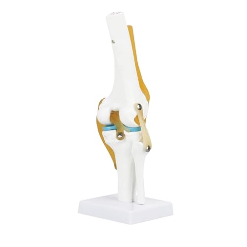 Menschliches Skelettmodell, PVC-Kniegelenksimulationsmodell, Anatomisches Kniegelenkmodell, 12,6 Zoll For Das Lernen Menschlicher Knochenhobbyisten von FYYYSLKX