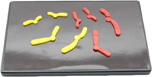 Modellkomponente For Chromosomenveränderungen Bei Meiotischen Arten, Magnetisches Saugmodell, Lehrinstrument For Biologiestudenten Der Mittelstufe, Modellkomponenten For Chromosomenveränderungen von FYYYSLKX