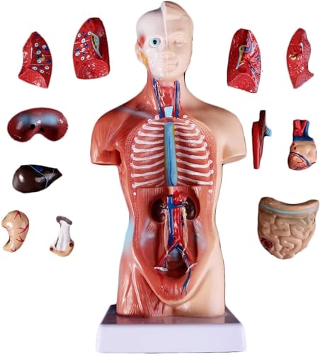 Torso, menschliche innere Organe, Herzanatomiemodell, medizinische Lehrmittel, Skelett, 15 abnehmbare Teile, Skelett, menschliches Torso-Anatomiemodell – Torso-Anatomiepuppe, menschliches von FYYYSLKX