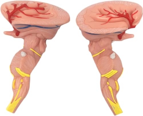 Vergrößertes Modell Des Hirnstamms, Studienmodell Des Hirnstamms Menschliches Gehirnmodell Farbkodiertes Neuromedizinisches Gehirnmodell Hirnnerven, Medizinisches Gehirnmodell von FYYYSLKX