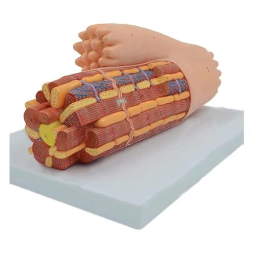 Vergrößertes Modell der Myokard-Anatomie des menschlichen Muskelgewebes Modell menschlicher Organe Menschliches Muskelgewebe Anatomie des Herzmuskels Vergrößertes Modell Ultrastruktur von FYYYSLKX