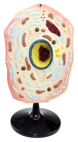 Zellmembran, Zytoplasma, Zellkern, Mitochondrien, Körpermodell, Anatomisches Modell Einer Tierzelle – Lehrmittel Zur Biologischen Zellanatomie, Medizinisches Tierzellmodell, Anatomisches von FYYYSLKX