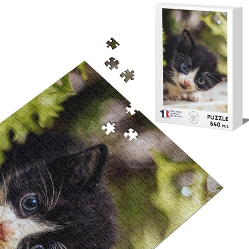 Klassisches Puzzle, 540 Teile, schwarz-weiße Kätzchen, blaue Augen auf einer Mauer, niedliche Tiere von Fabulous