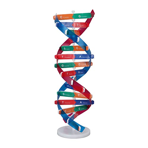 DNA-Modell, Buntes Doppelspiral-Lernspielzeug für, Ideales Zum Erlernen der DNA-Struktur, PVC-Material, Ideal für Studenten von Fdit