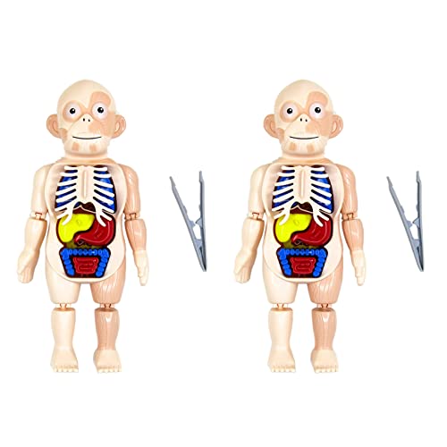 Fegtrtyoa 2X Halloween Menschlicher Körper Anatomie Modell Kunststoff Menschliches Organ Spielzeug von Fegtrtyoa