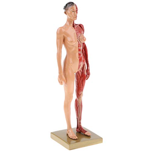 Fenteer 4D Anatomisches Modell des Menschliche Muskeln Muskelsystem Anatomiemodell als Lernmodell oder Lehrmittel (Weibliche/Männliche) - Weiblich von Fenteer