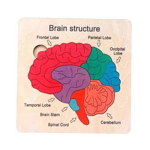 Fenteer Hölzernes Gehirnpuzzle, Gehirnstruktur-Puzzle, Lehrhilfe, Vorschul-Lernspielzeug, pädagogisches Spielzeug für Kinder, Mädchen, Jungen von Fenteer