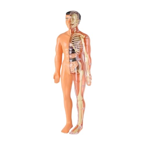 Fenteer Menschliches Körper Skelettmodell Körperteile Organe 3D Puzzle Toys Anatomie Figur DIY Skeleton Toy für Heimvorschule Unterrichtswerkzeug, Durchscheinend von Fenteer