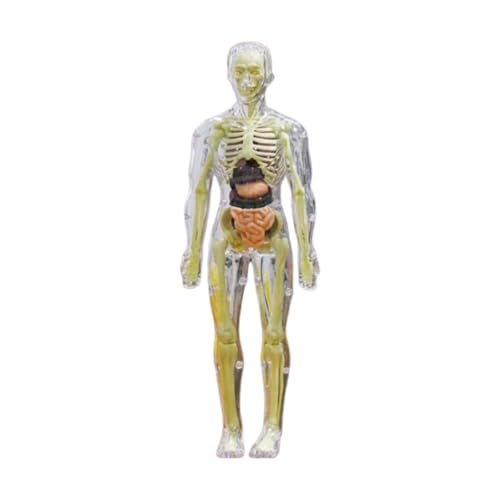 Fenteer Menschliches Körper Skelettmodell Körperteile Organe 3D Puzzle Toys Anatomie Figur DIY Skeleton Toy für Heimvorschule Unterrichtswerkzeug, Transparent von Fenteer