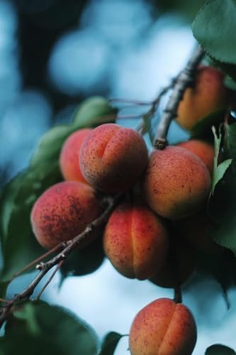 Abricots sur la branche - Puzzle en Bois de 1500 pièces - Meilleur Cadeau Pour Les adultes von FiXizy