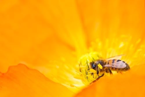 Bienen sammeln Pollen in Blütenstaubgefäßen – 1500-teiliges Holzpuzzle – ein tolles Geschenk von FiXizy