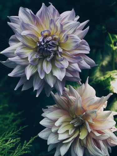 Deux Dahlias - Puzzle en Bois de 1000 pièces - Puzzle difficile Avec de superbes Illustrations von FiXizy