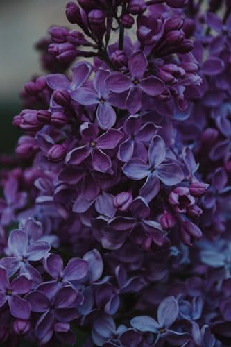 Fleur de Lilas Violette – Puzzle en Bois de 1000 pièces – Cadeau de vacances d'anniversaire, décoration d'intérieur von FiXizy