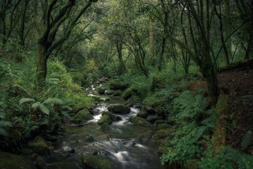 Grüner Fluss im grünen Wald – 4000-teiliges Holzpuzzle – Puzzle für Familien, Paare von FiXizy