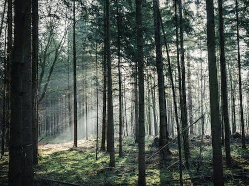 Licht im Wald – 3000-teiliges Holzpuzzle – Weihnachts-Geburtstagspuzzle von FiXizy