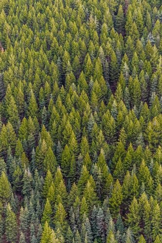 Mit Blick auf den Kiefernwald – 4000-teiliges Holzpuzzle – Geburtstagsgeschenk zu Weihnachten von FiXizy