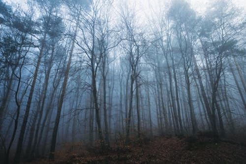 Nebel im Herbstwald – 4000-teiliges Holzpuzzle – Geschenkparty, Wahl für Erwachsene von FiXizy