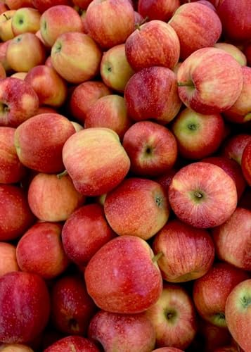 Pile de Pommes Rouges - Puzzle en Bois de 1500 pièces - activité amusante et stimulante Pour Les adultes von FiXizy