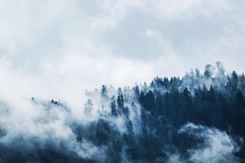 Pin vert recouvert de Brume Blanche - Puzzle en Bois de 1500 pièces - Pièces épaisses et Robustes, parfaites Pour s'amuser en famille von FiXizy