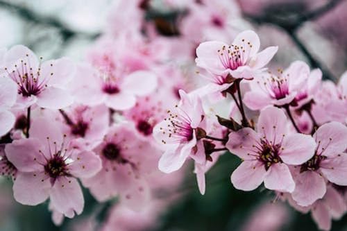 Rosa Blume – 5000-teiliges Holzpuzzle – herausfordernd und ideal für Familienspaß von FiXizy