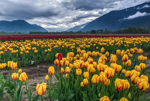 Rote und gelbe Tulpen – 5000-teiliges Holzpuzzle – Geschenk für die ganze Familie, Puzzle für Erwachsene von FiXizy