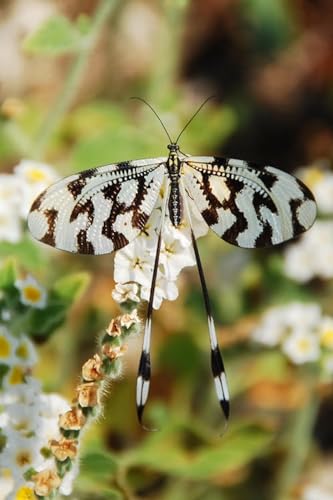 Schmetterling auf weißer Blume – 6000-teiliges Holzpuzzle – Schwieriges Puzzle für Erwachsene von FiXizy