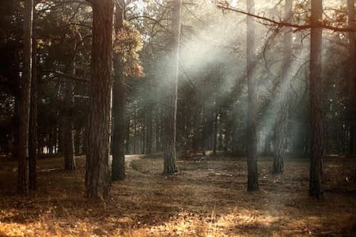 Soleil Dans la forêt d'automne - Puzzle en Bois 7000 pièces - Cadeau de Noël d'anniversaire von FiXizy