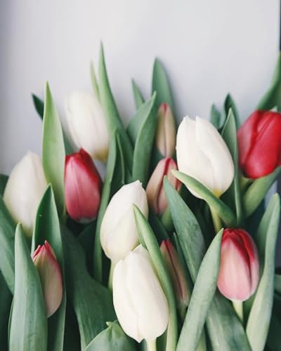 Tulipes Blanches et Rouges - Puzzle en Bois de 1000 pièces - Excellent choix Pour Les cadeaux, Les fêtes, Pour Les adultes von FiXizy