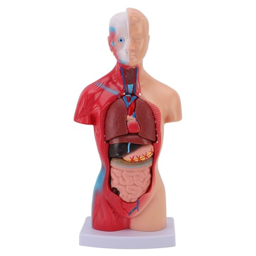 11 Zoll Menschliches Körpermodell für Kinder, 15 PCs Entfernbarer Menschliches Torso -Anatomie -Modell, Anatomie- und Physiologie -Studieninstrument für Lehren, Lernen, Klassen von Fockety