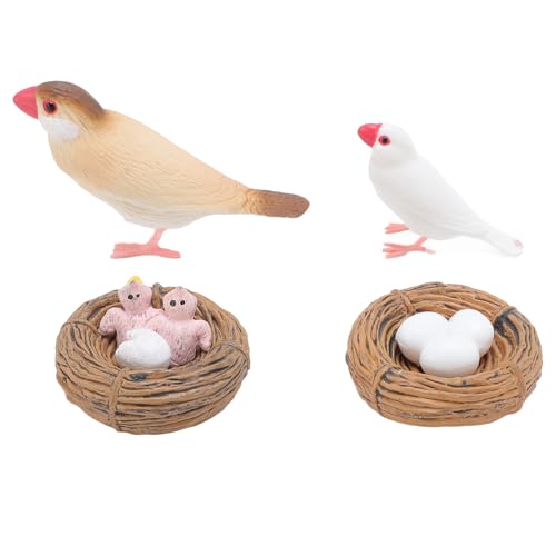 Fockety 4 PCs Finch Bird Life Cycle Figuren, Realistische Lebenszyklus -Tierfiguren, Kunststoffzyklusspielzeug für Kunststoff, Lern- und Bildungsspielzeug, Vorschullernaktivitäten von Fockety